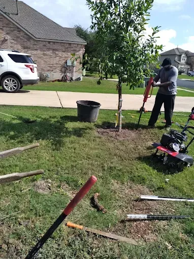 Person planting a young tree in a front yard with gardening tools nearby