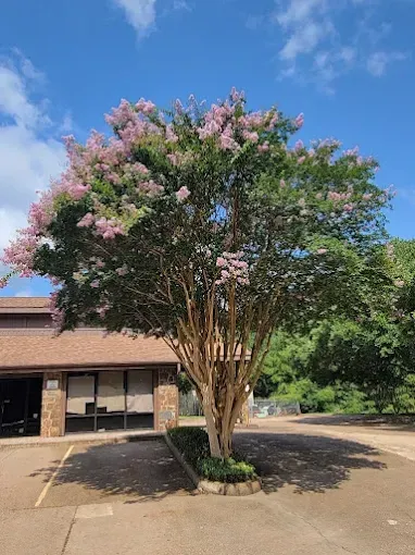 Flowering tree with pink blossoms in a parking lot beside a building under a blue sky