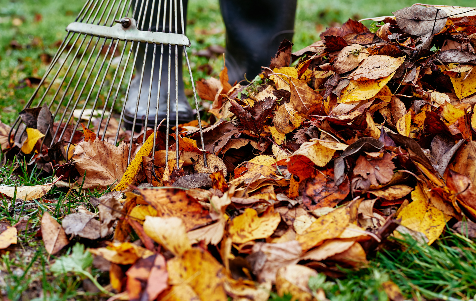 A rake gathers a pile of autumn leaves on grass outdoors.