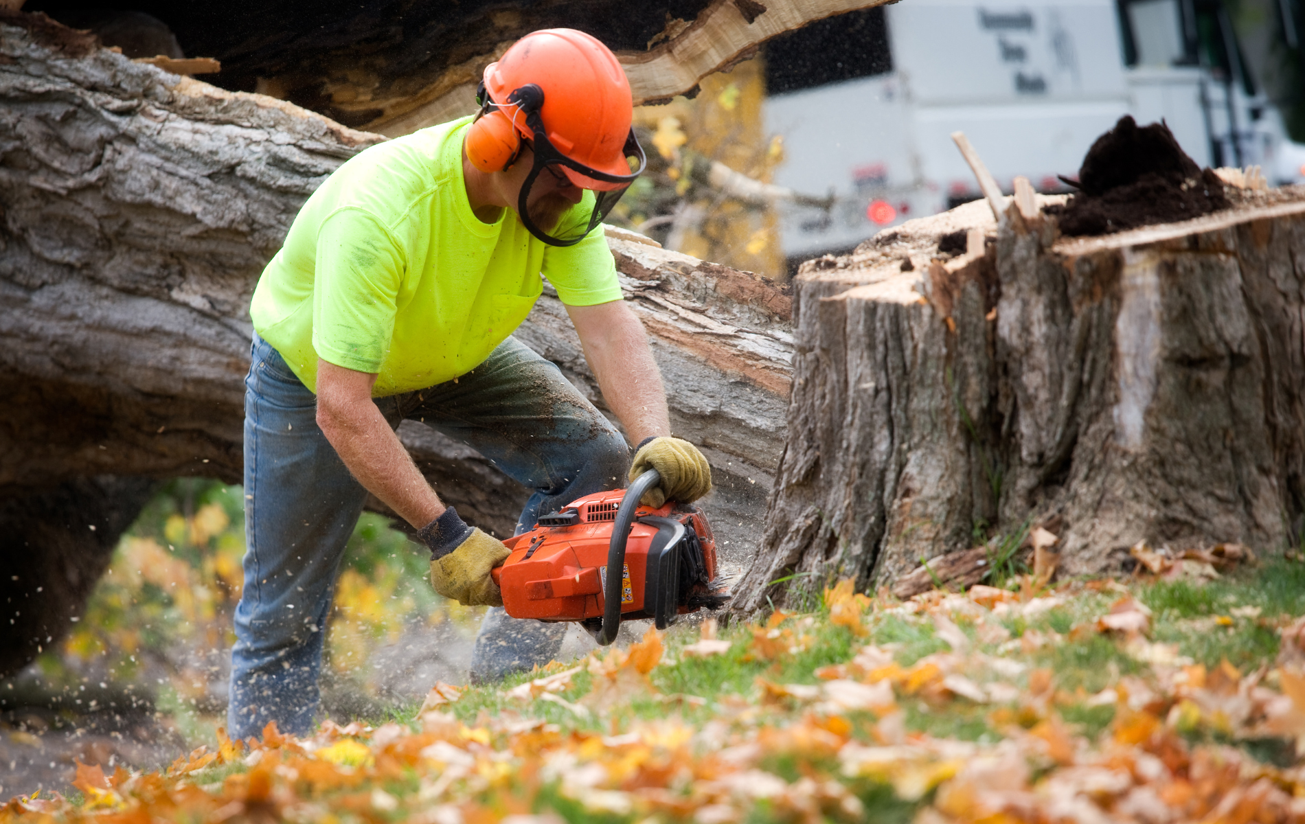 Worker in orange helmet cutting a fallen tree trunk with a chainsaw in a leafy yard