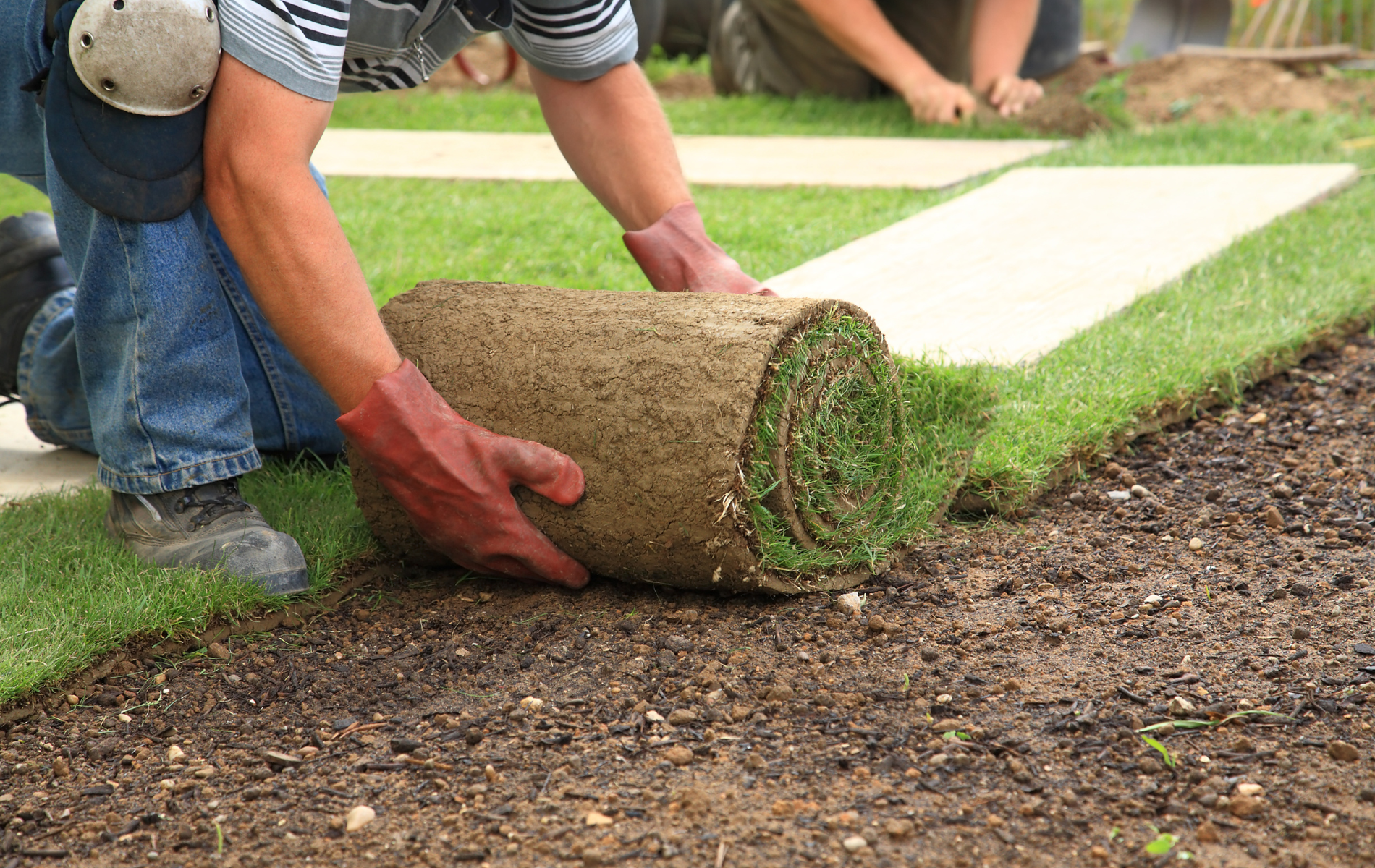Worker rolling out sod on a lawn beside a paved path