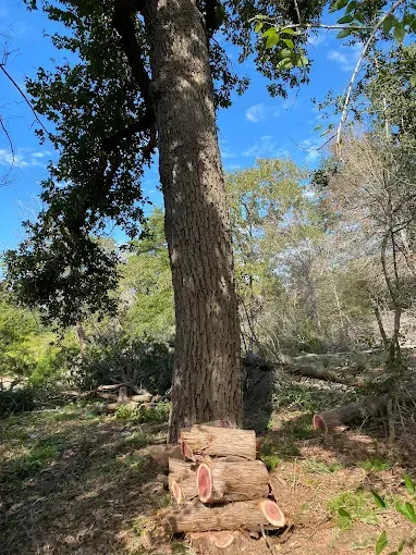 Large tree trunk in a wooded area with cut logs stacked at the base under a bright blue sky.