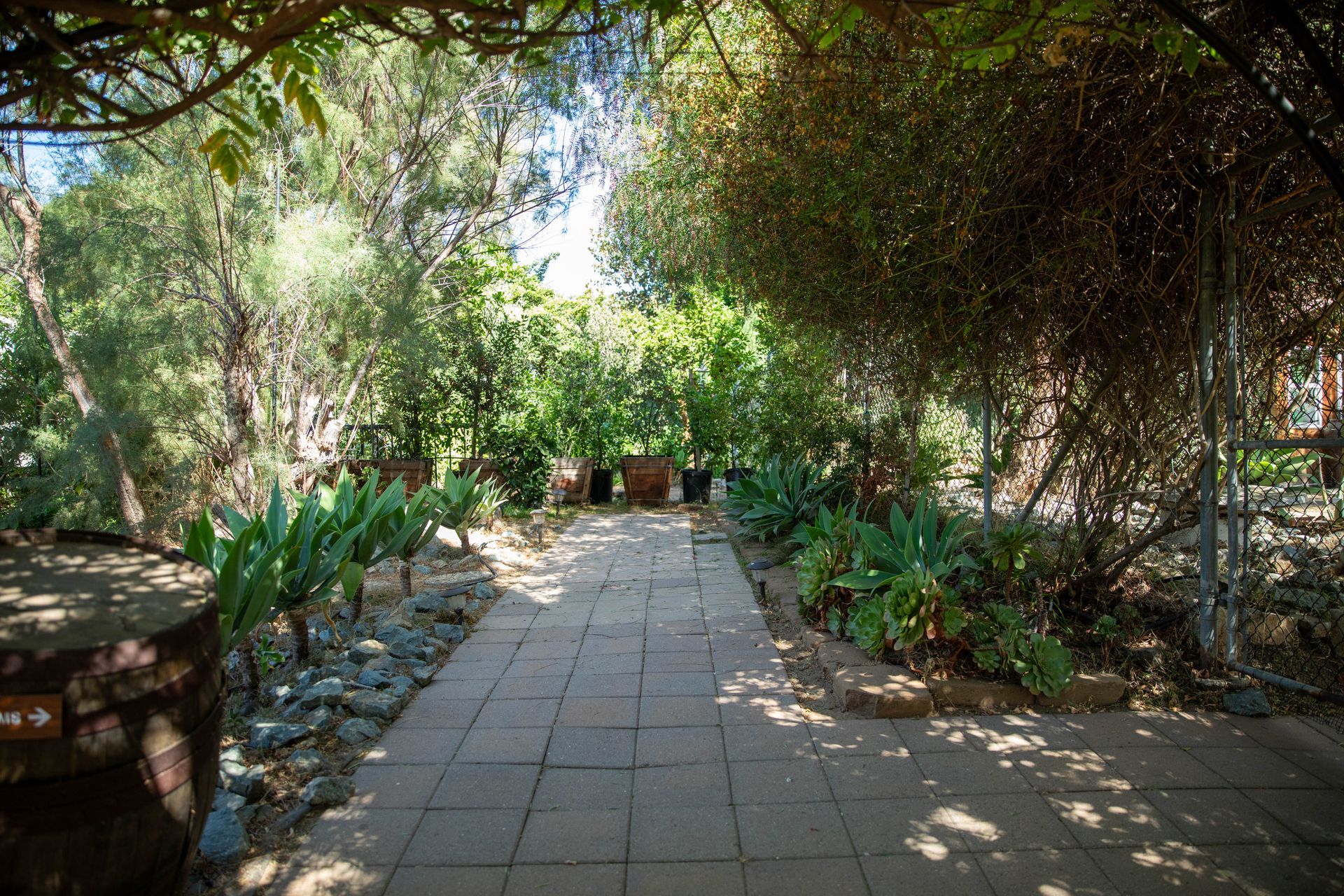 Paved garden path lined with lush greenery and trees in dappled sunlight