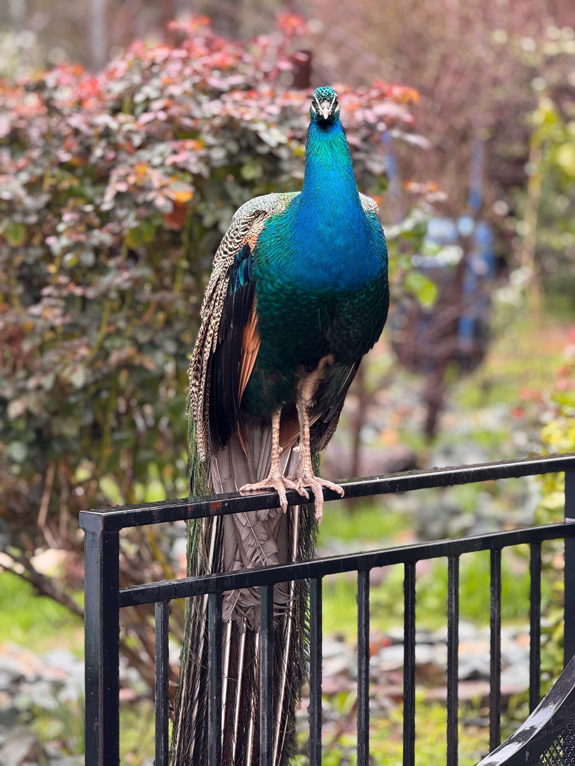 Peacock perched on a black metal fence with iridescent blue-green plumage and blurred pink blossoms behind it