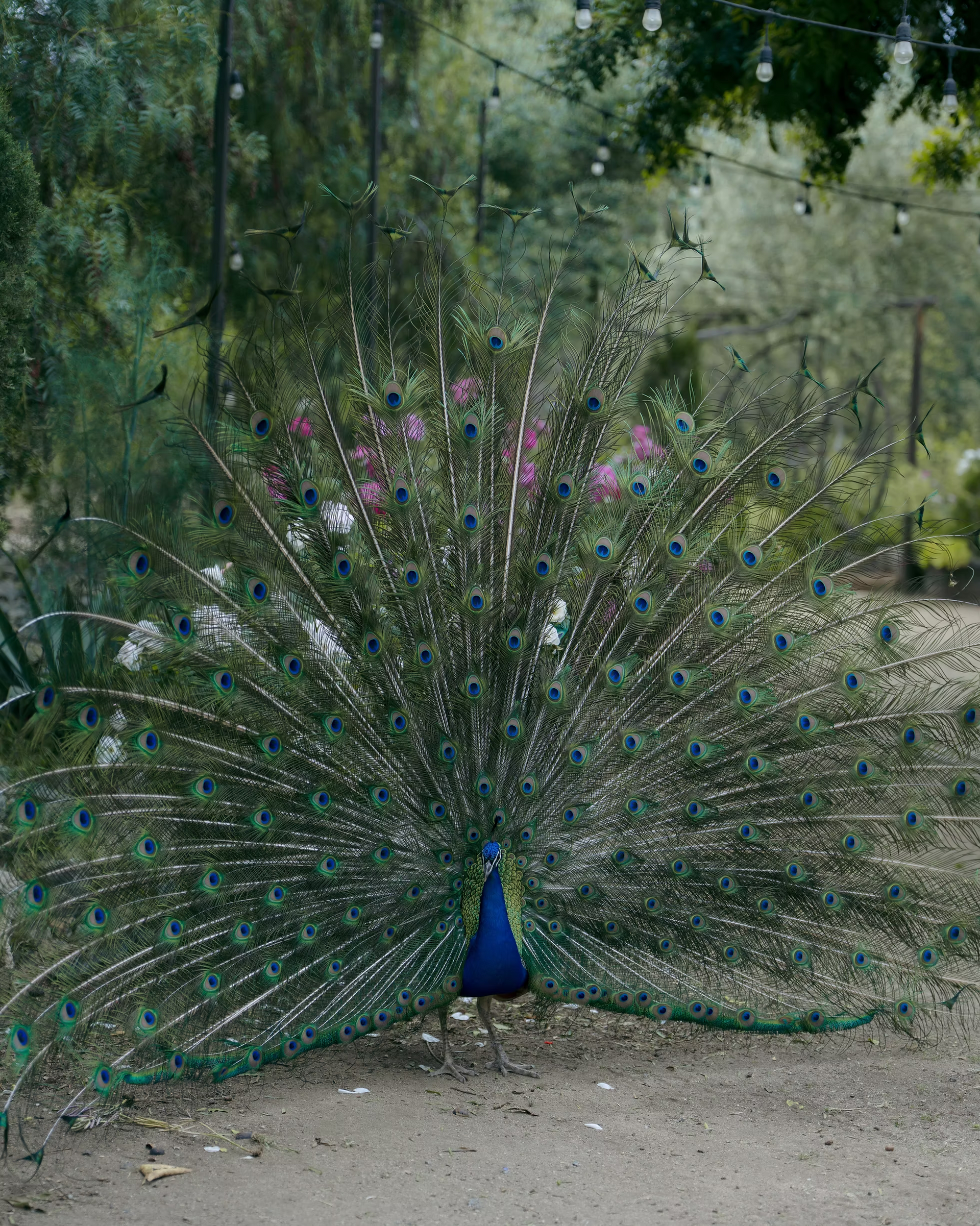 A peacock with its fan of green and blue tail feathers spread in a garden path.