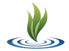 A green plant is growing out of the water.