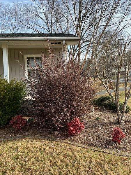 Brown shrub with red foliage in front of a house.