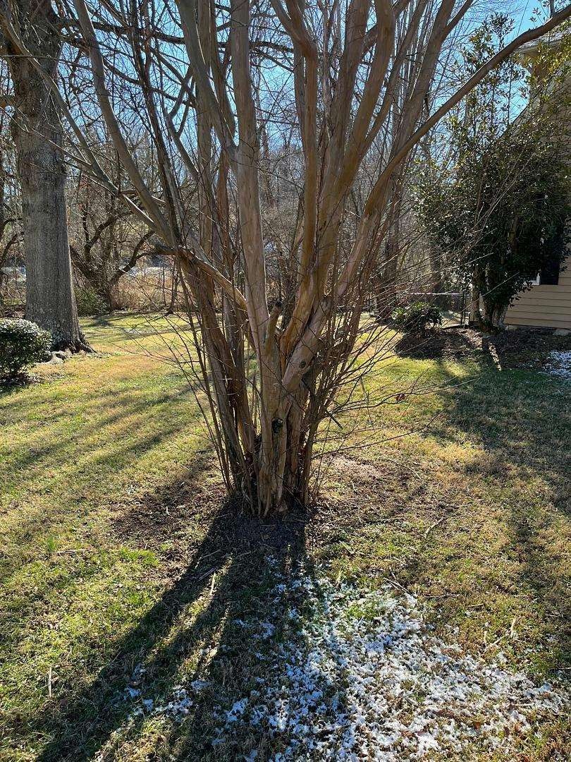 Bare crape myrtle tree in a yard with a shadow on the ground; grass and patches of snow visible.