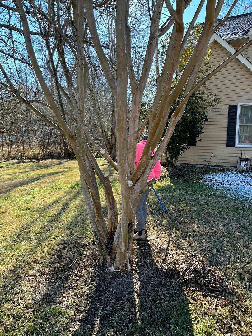 Person spraying a tree's trunk with a pink sprayer. The tree has bare branches in front of a house on a sunny day.