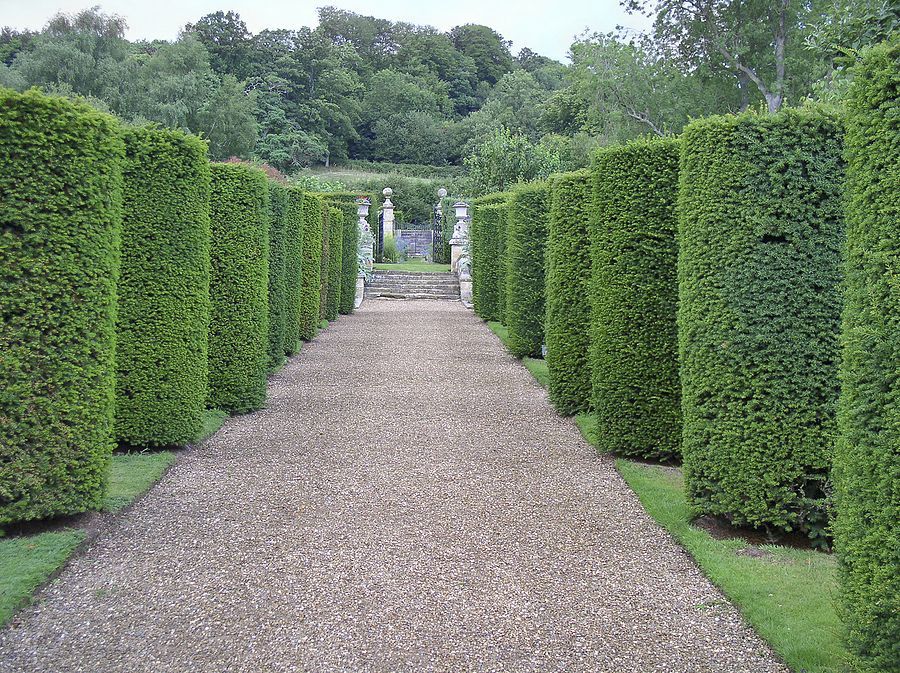 A gravel path lined with tall green hedges in Cambridge