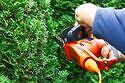 Pruning  Fort Worth TX