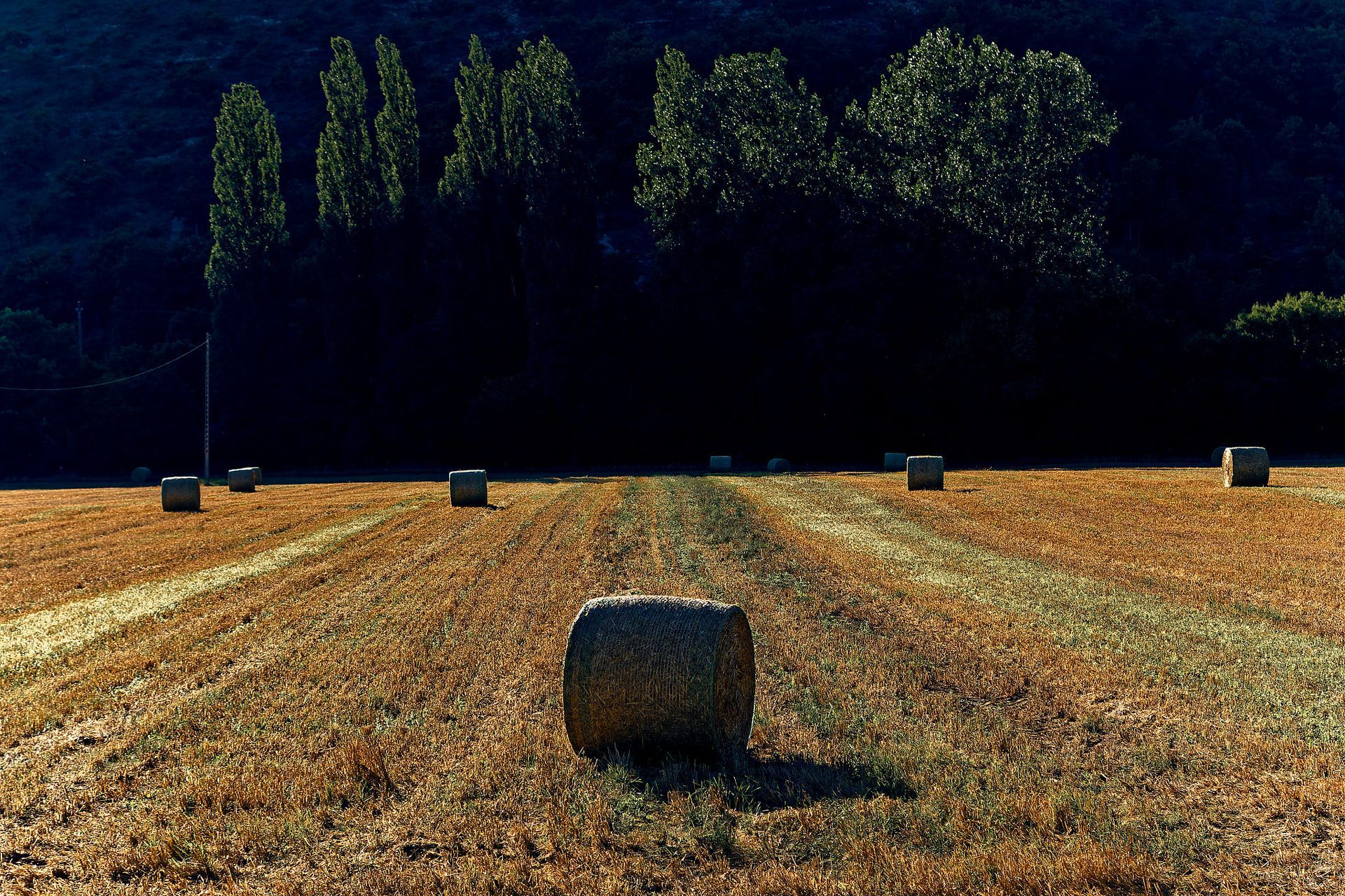 Roaming 12 Fine Art Photo Print