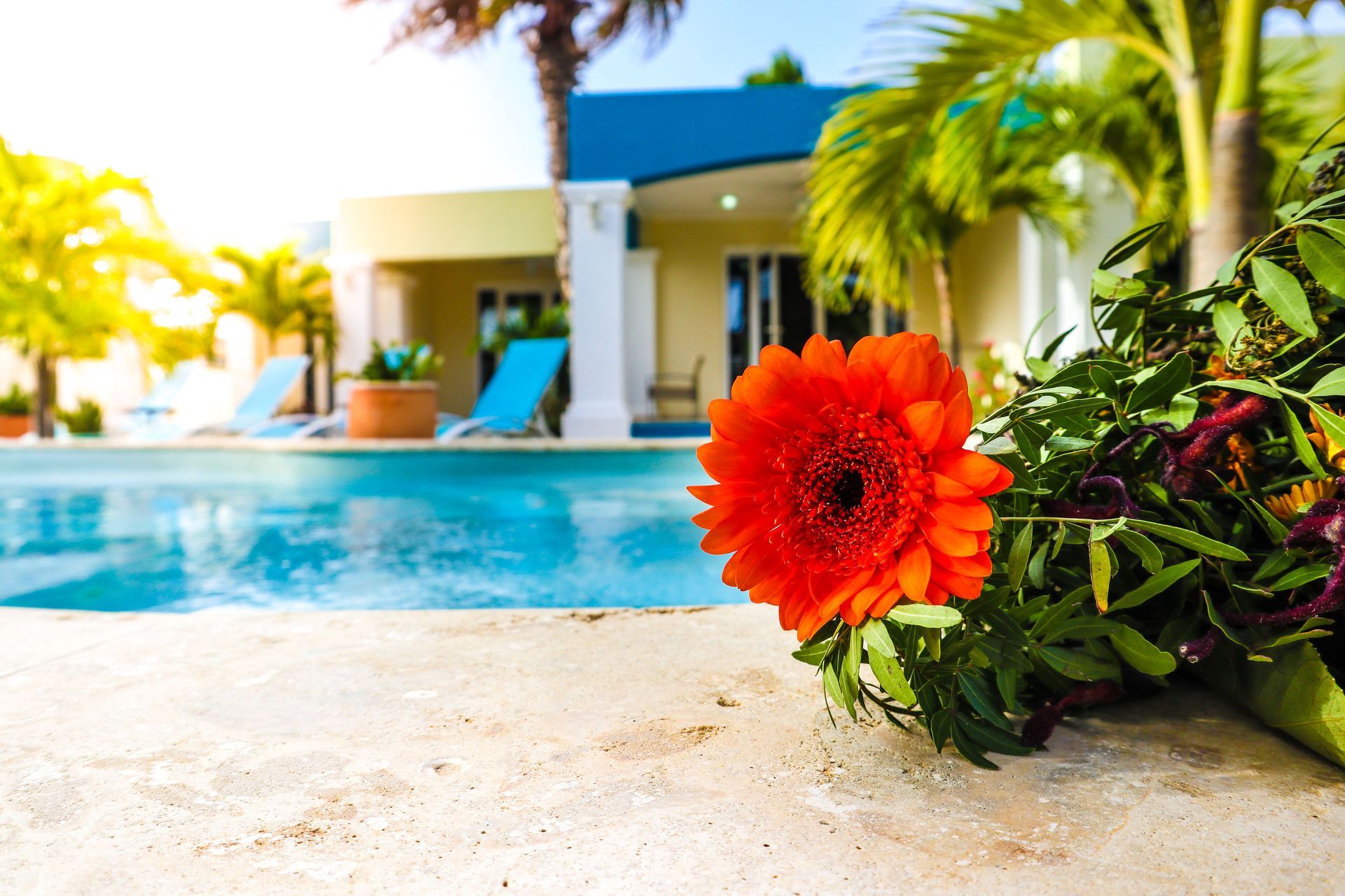 Bright orange flower by a turquoise pool at a sunny modern resort patio