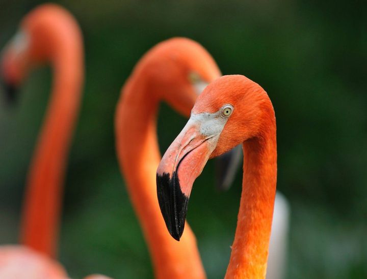Orange flamingo with black-tipped beak in a green blurred background, facing left