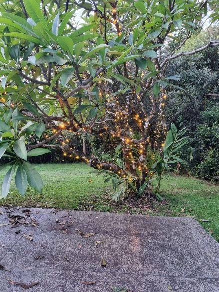 A Tree With Christmas Lights On It In A Backyard — AH Electrical in West Ballina, NSW
