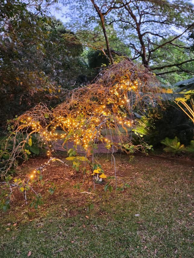 A Tree With Christmas Lights On It In A Yard — AH Electrical in Ballina, NSW