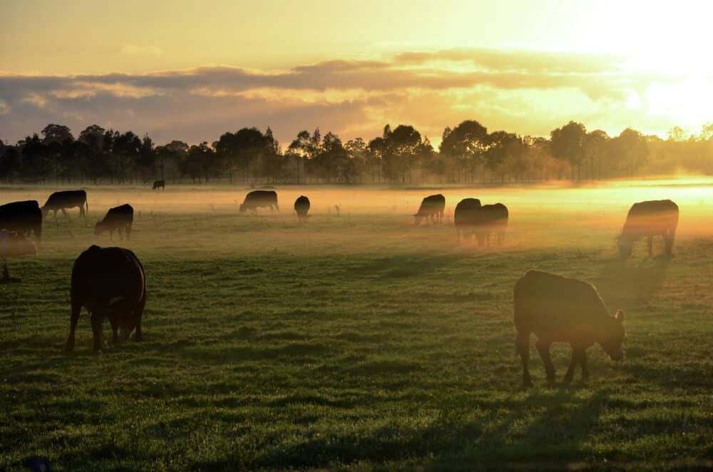 A Herd of Cows Grazing in a Field at Sunset — AH Electrical in Casino, NSW