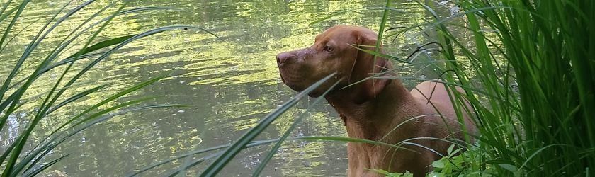 Reitwiese, Englischer Garten, Agility, Mobility