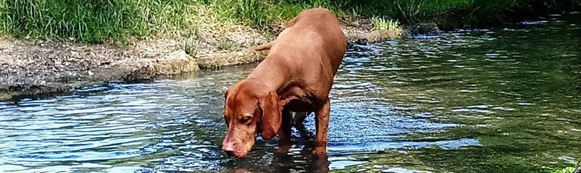 Jagdhund, konzentriert