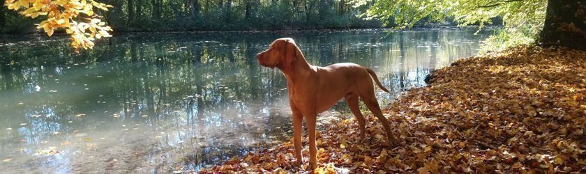 Magyar Vizsla, See, Herbststimmung