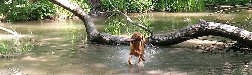 Hund, Durst, trinkt, Bach