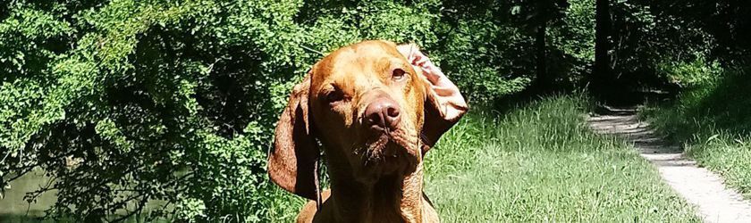 Hund, aufmerksam, wartet auf Signal