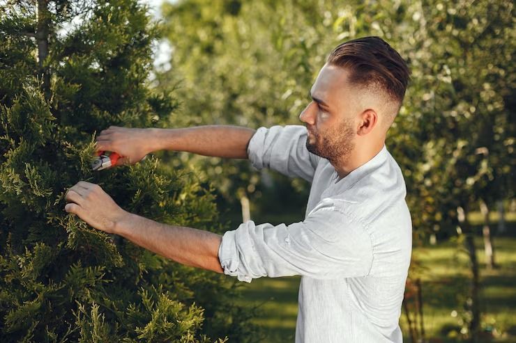 marcos-gardening-tree-service-north-county-image