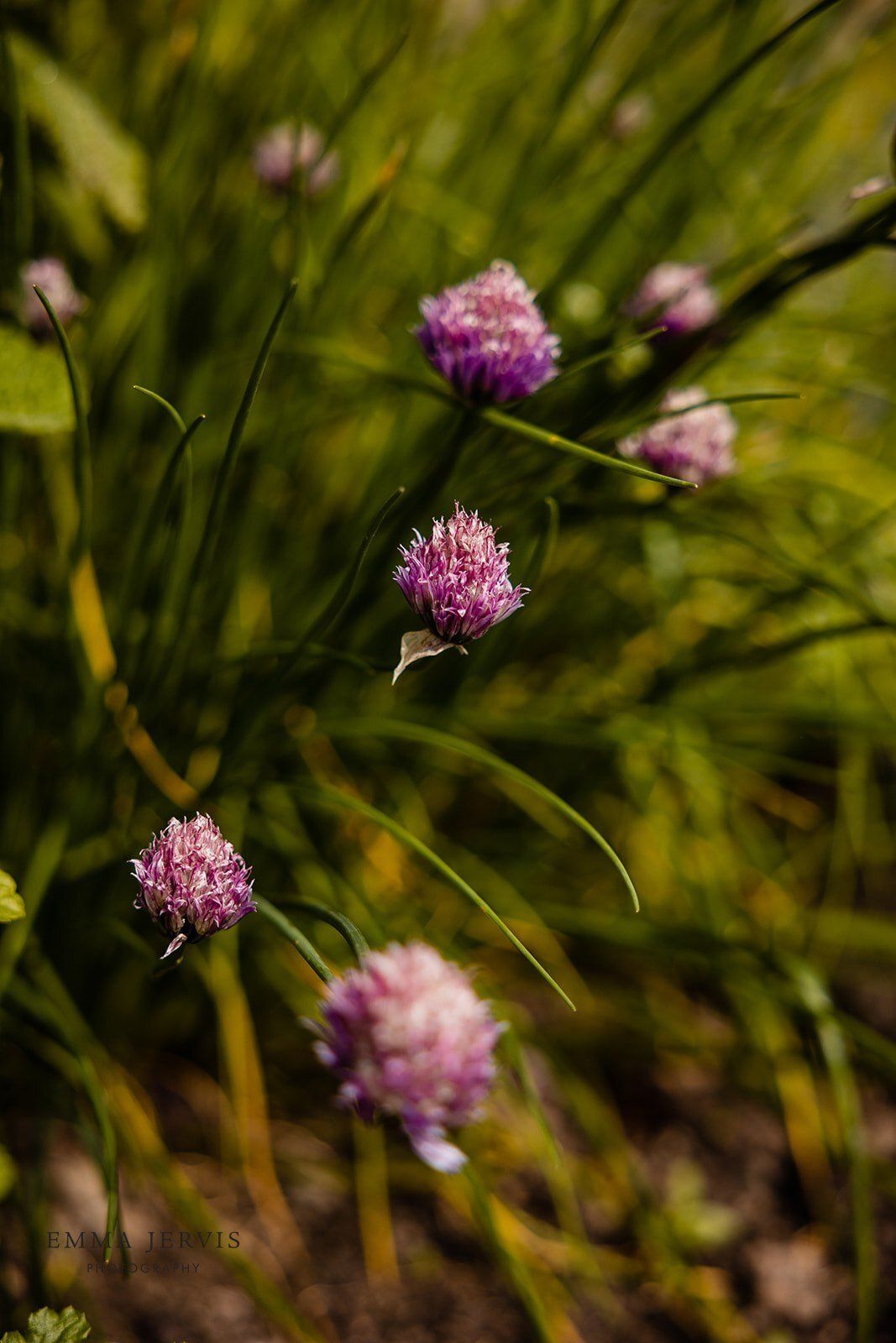 Roe Health Functional Medicine