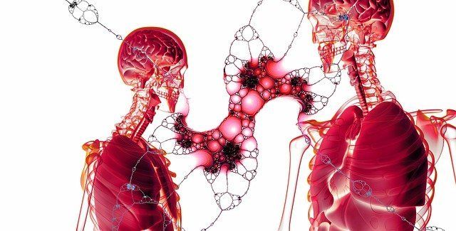 a computer generated image of a human skeleton and organs .