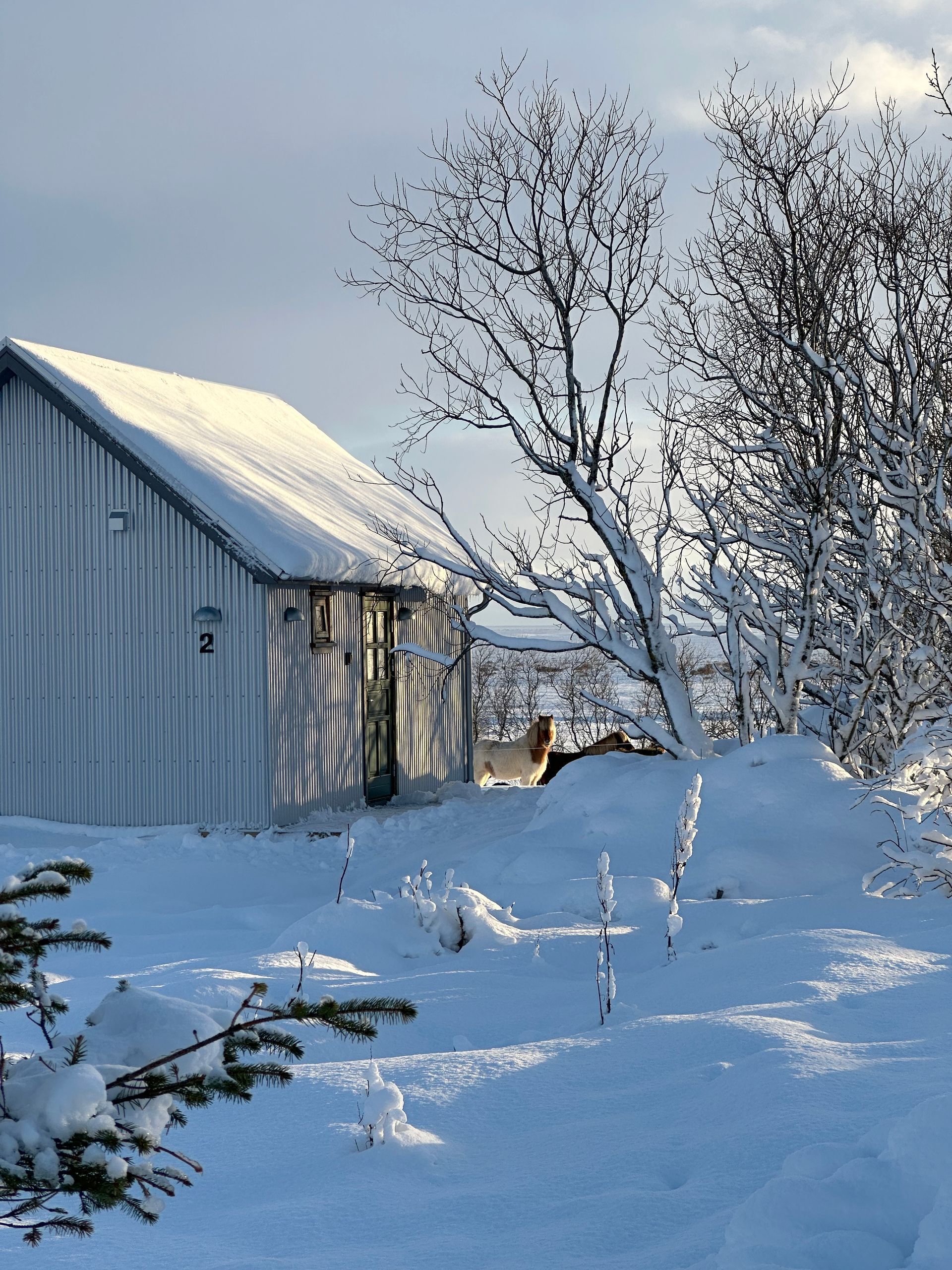 Winter in Áskot, horses close by.