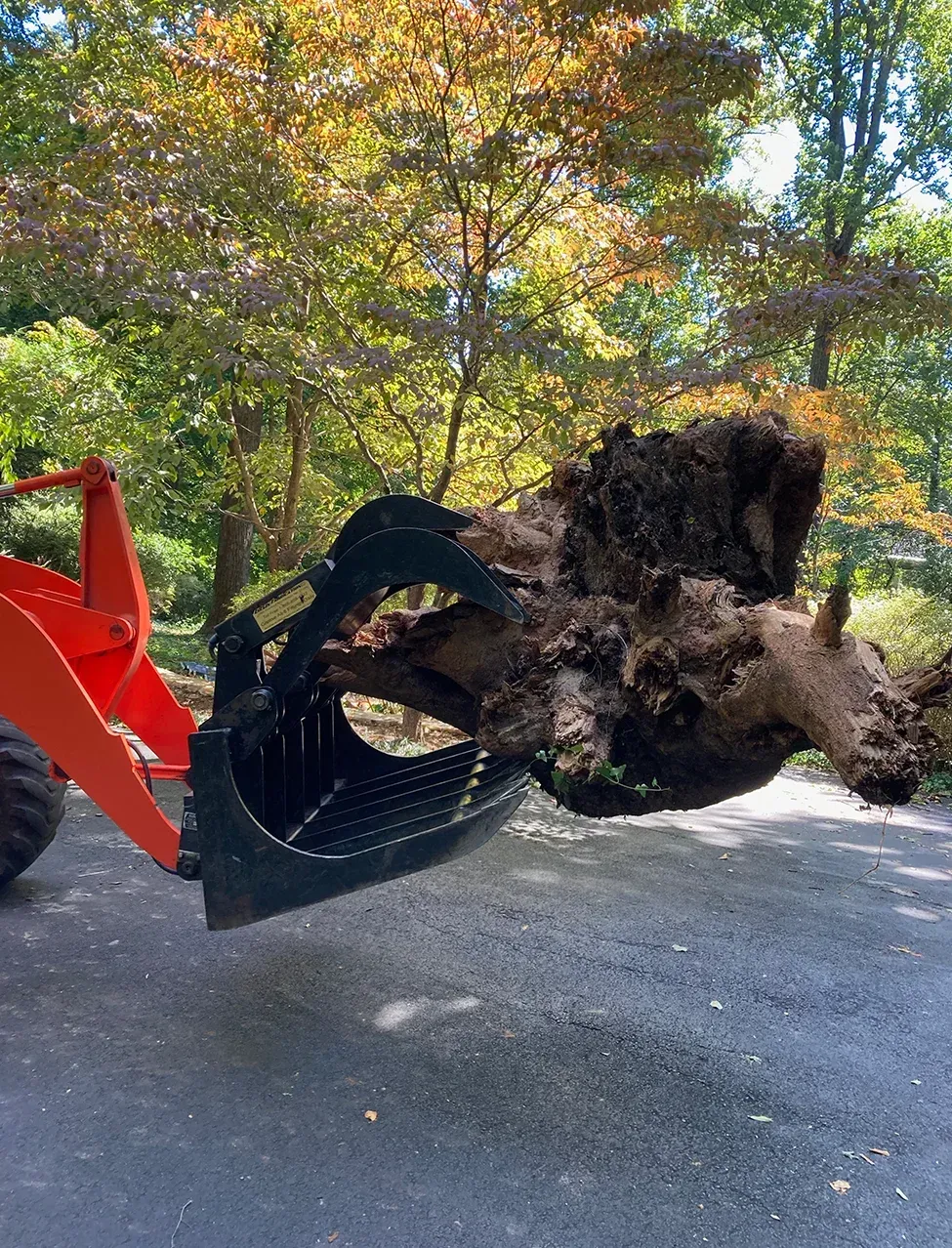 A large tree stump is being lifted by a tractor.