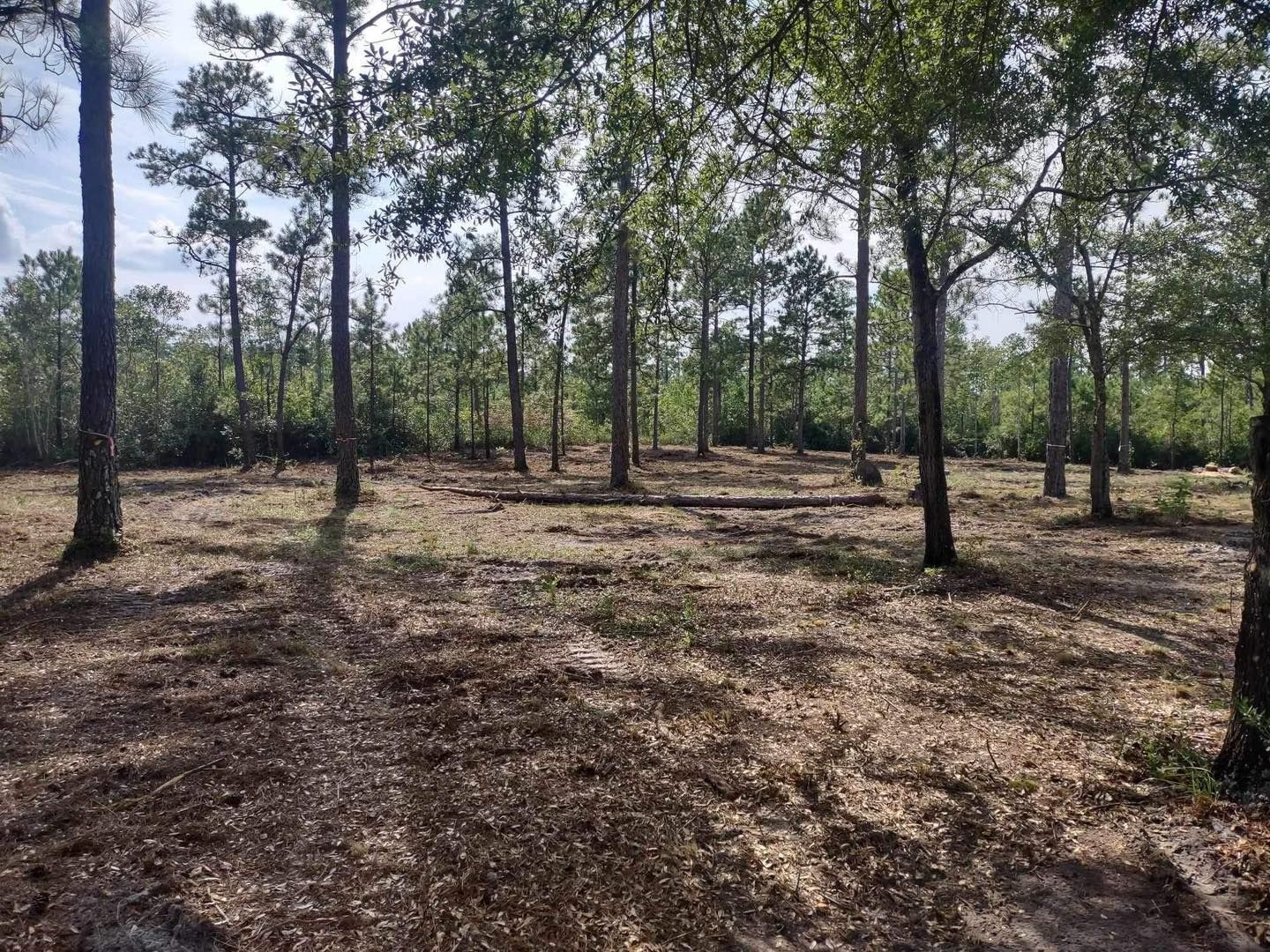 A lot of trees in a forest with a lot of leaves on the ground.