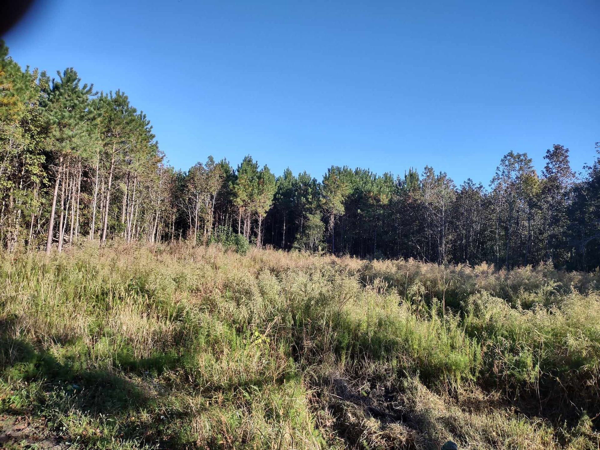 A field with trees in the background and a blue sky