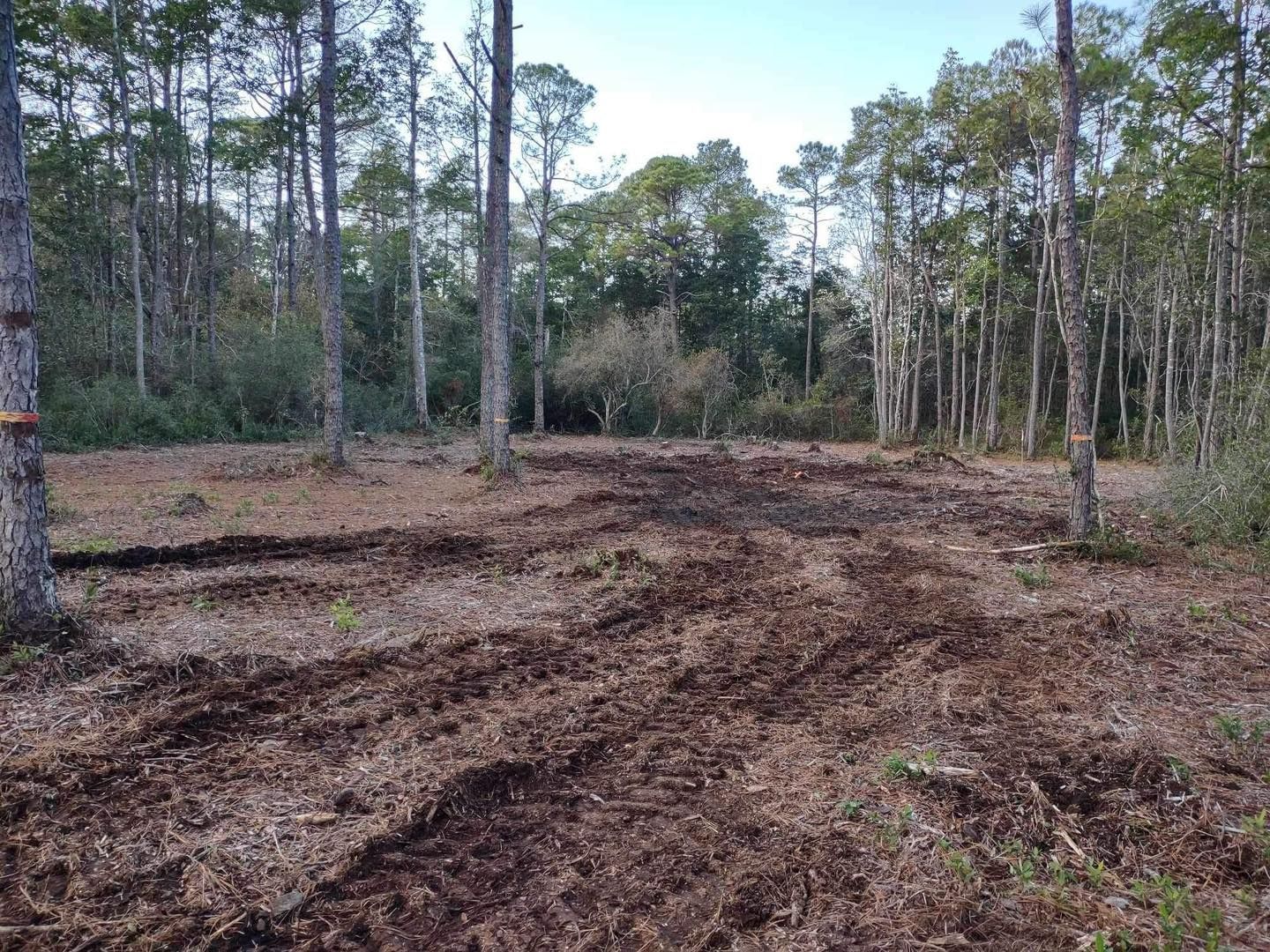 A dirt road in the middle of a forest with trees in the background.