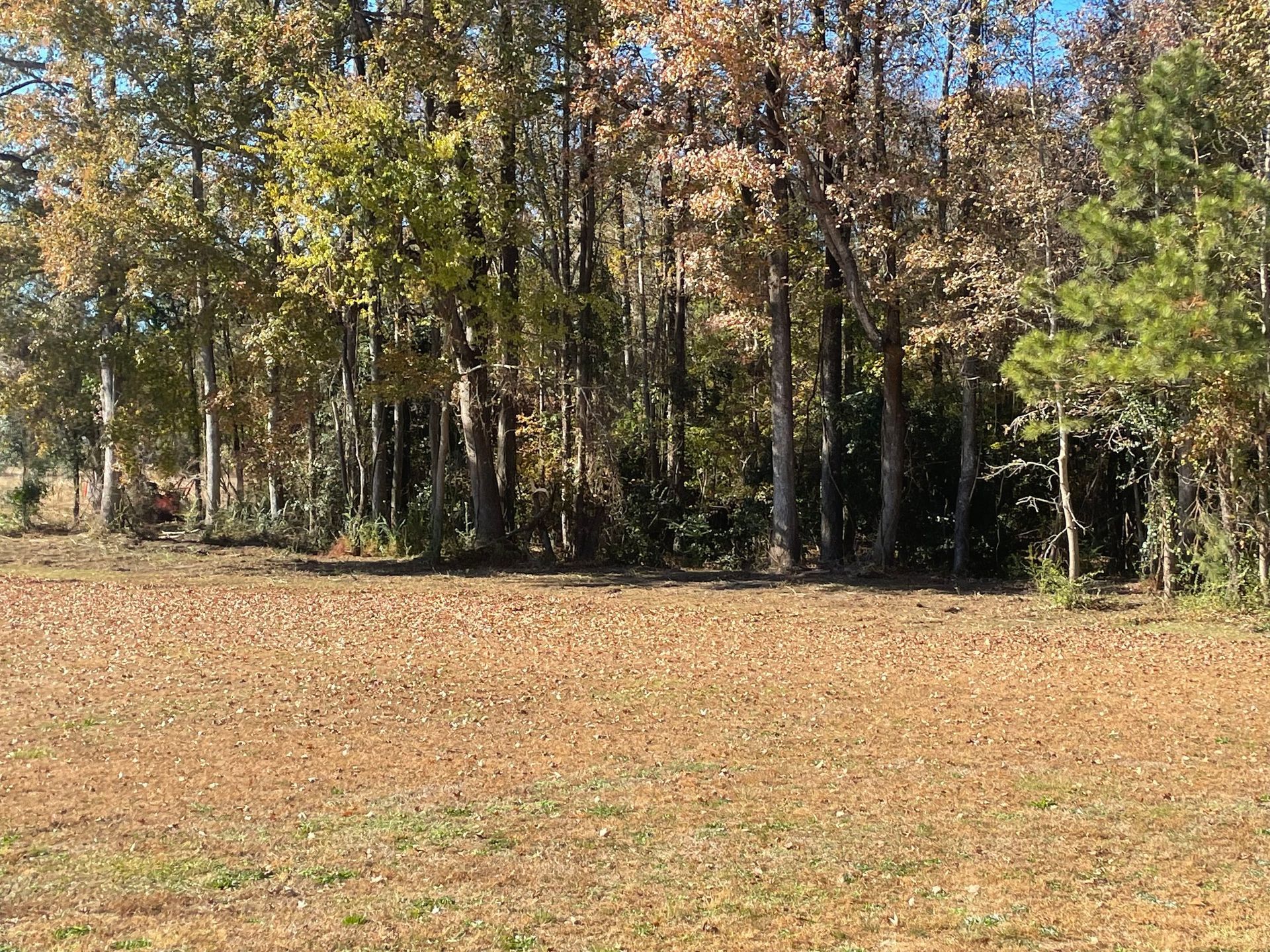 A field with trees in the background and a lot of leaves on the ground.