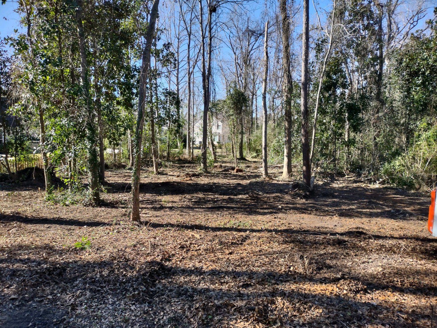 A lush green forest with trees without leaves on a sunny day.