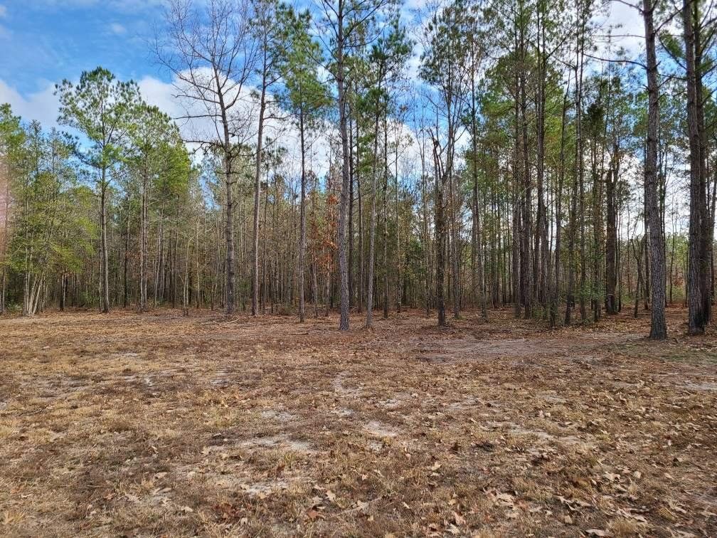 There is a lot of trees in the background and a lot of dry grass in the foreground.