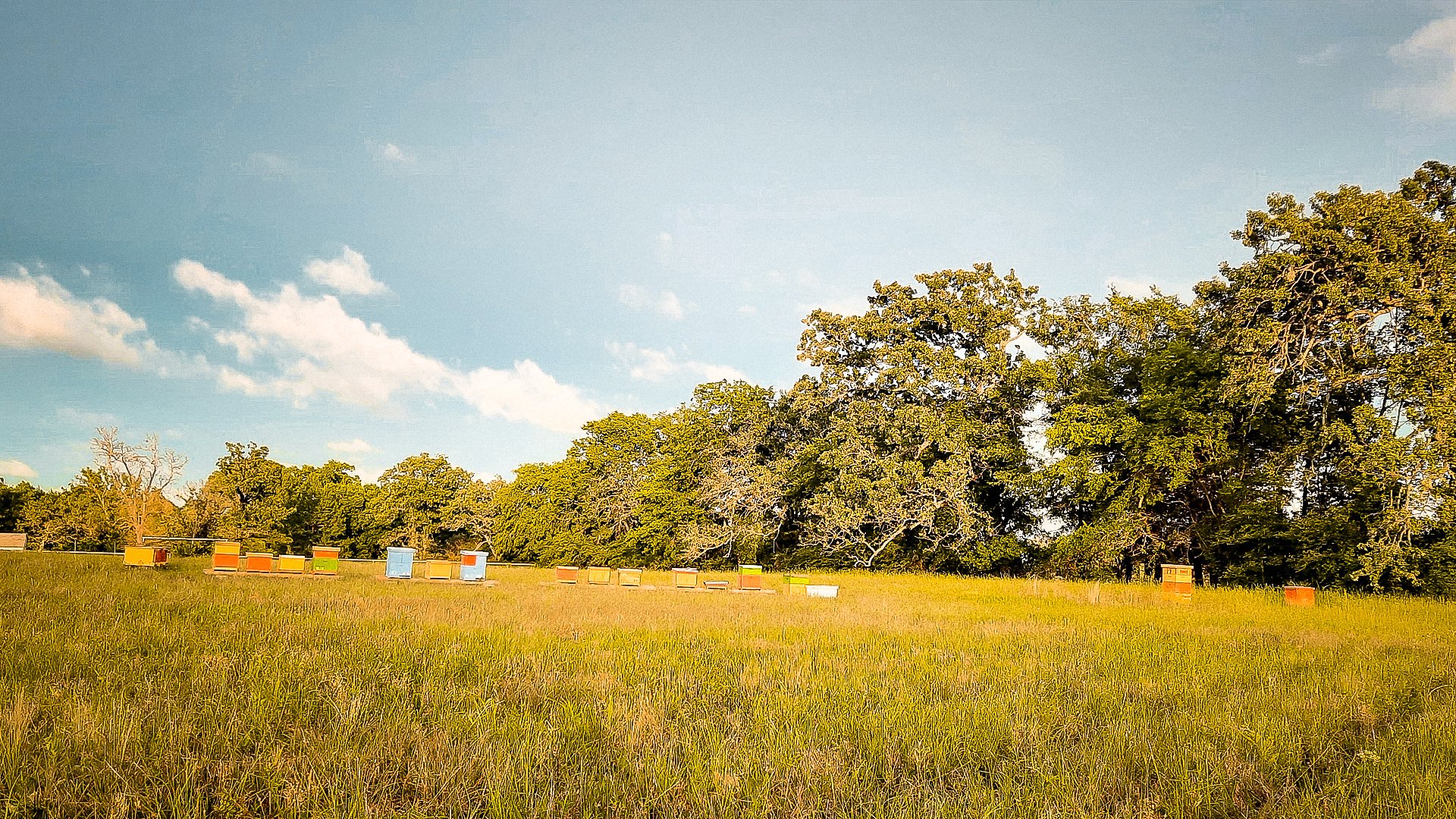 Our Story Honey Apple Farm Ben Wheeler, TX