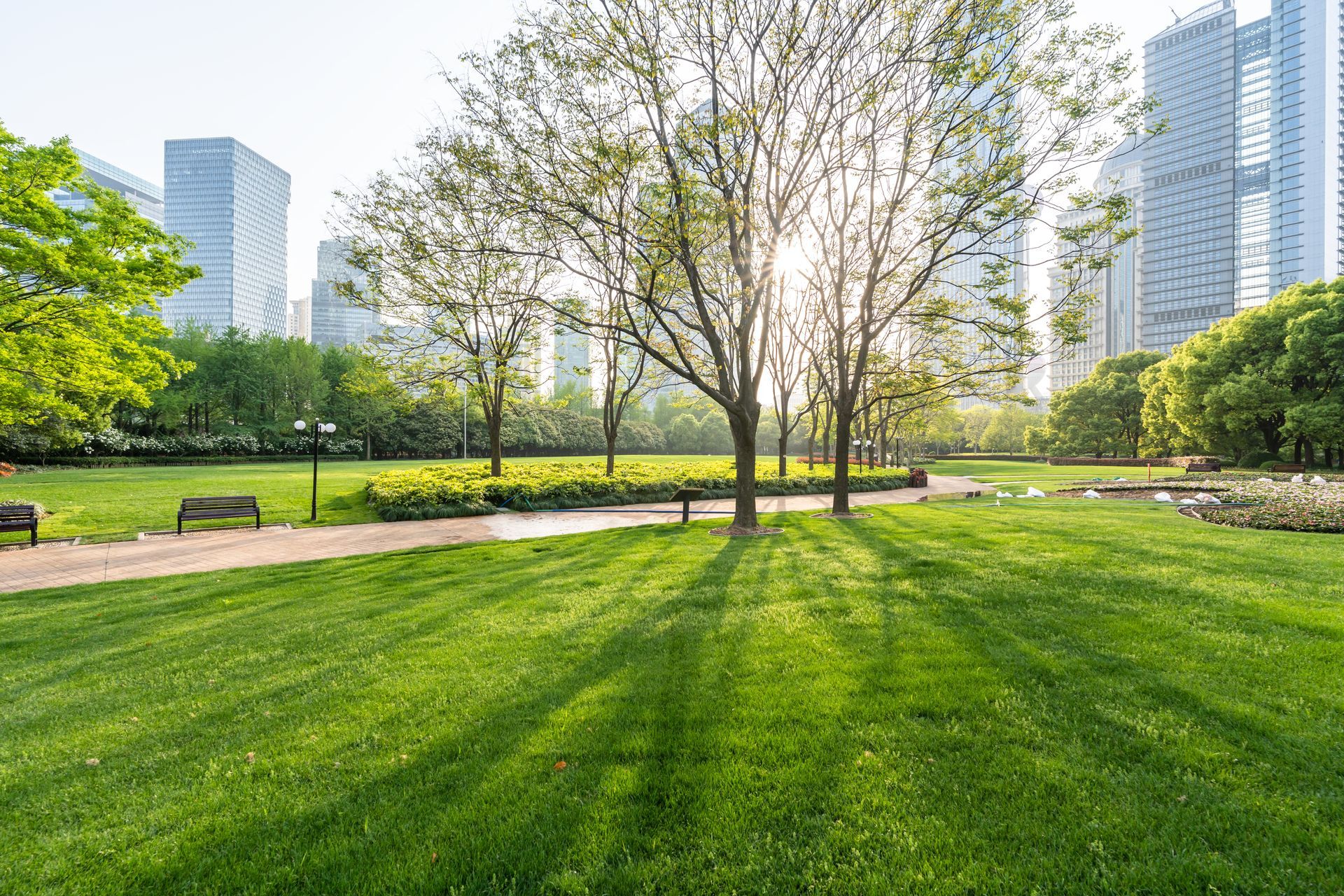 Sunny city park with green lawn, trees, benches, and tall buildings in the background