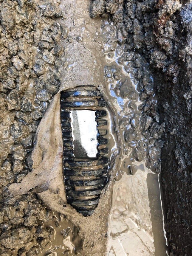 Gros plan d'une larve d'insecte rayée enfouie dans la boue rugueuse et l'écorce d'un tronc d'arbre