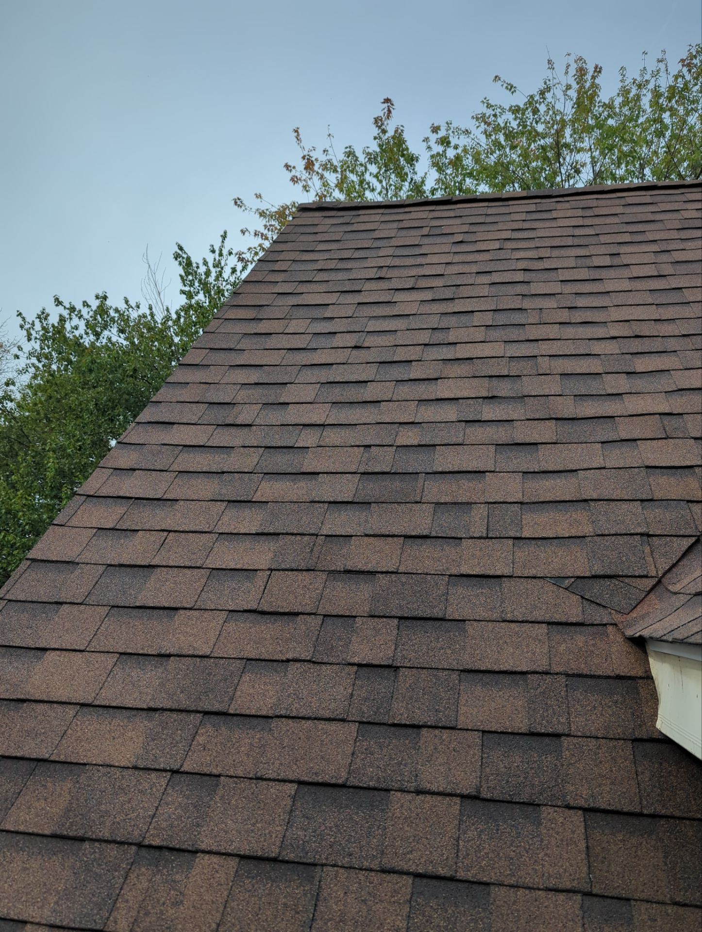 Shingled house roof with brown asphalt shingles and trees against a blue sky