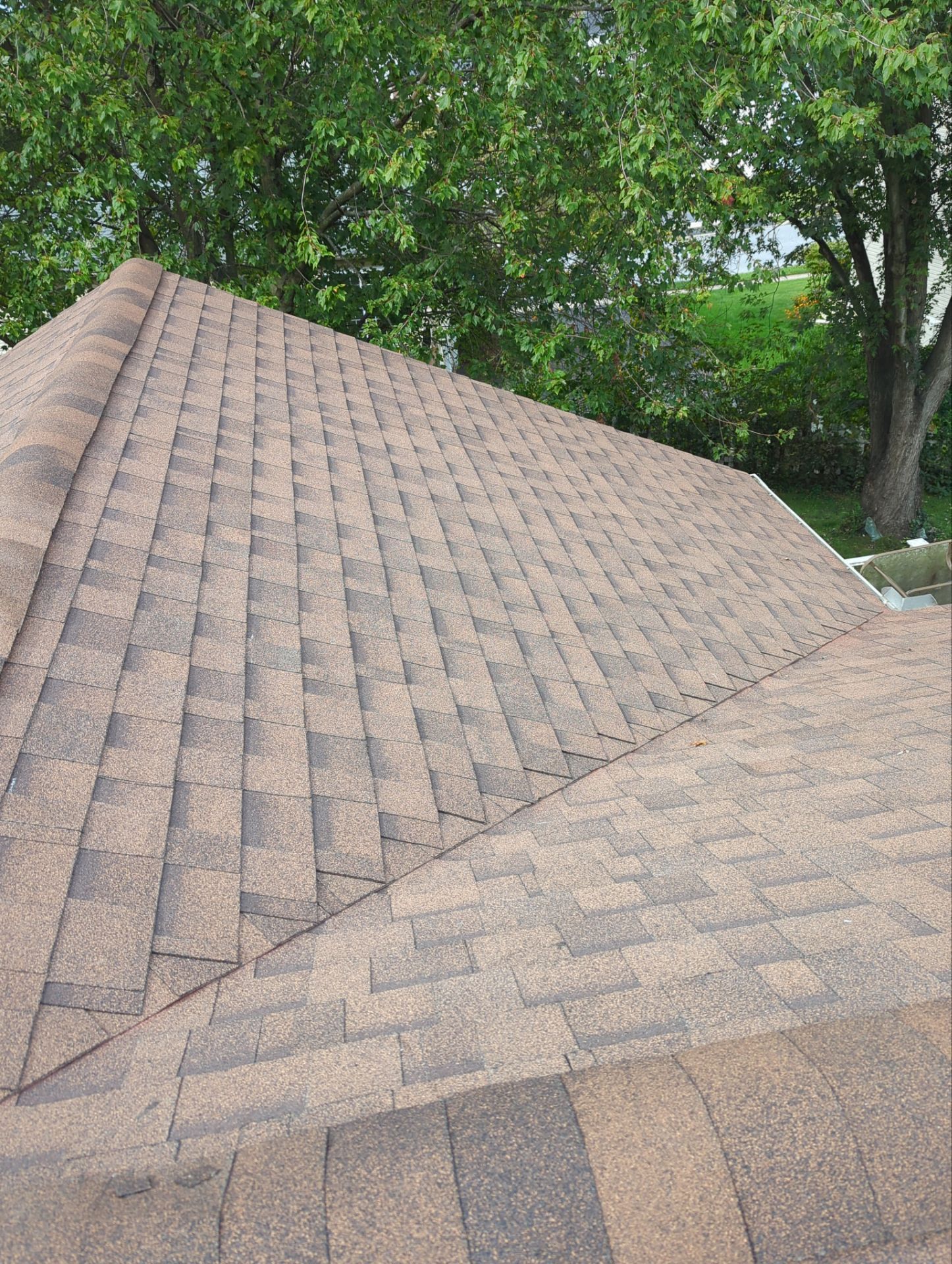 Shingled roof slopes beneath green trees on a sunny day.