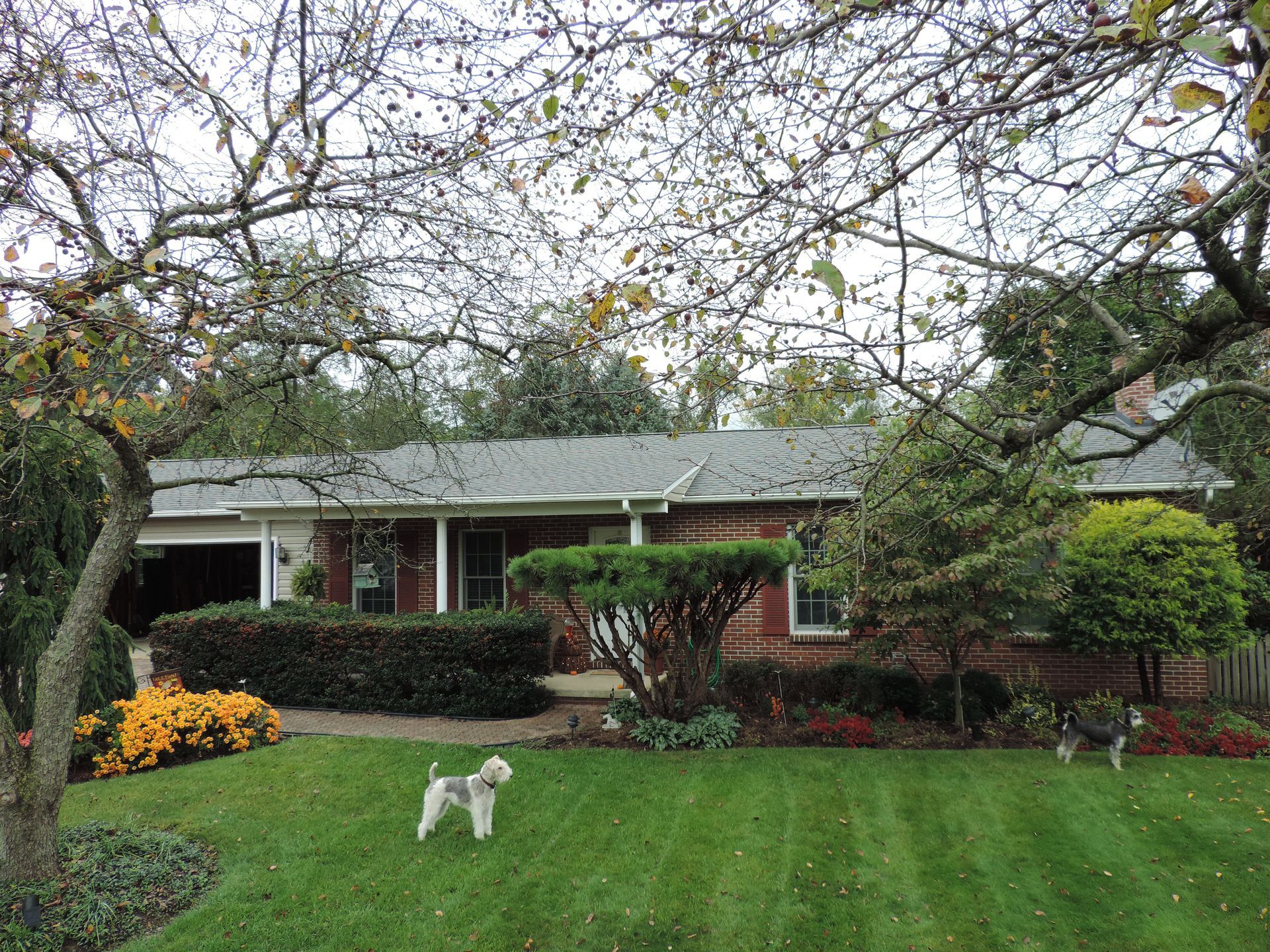 A one-story brick house with green lawn, trees, and two small dogs.