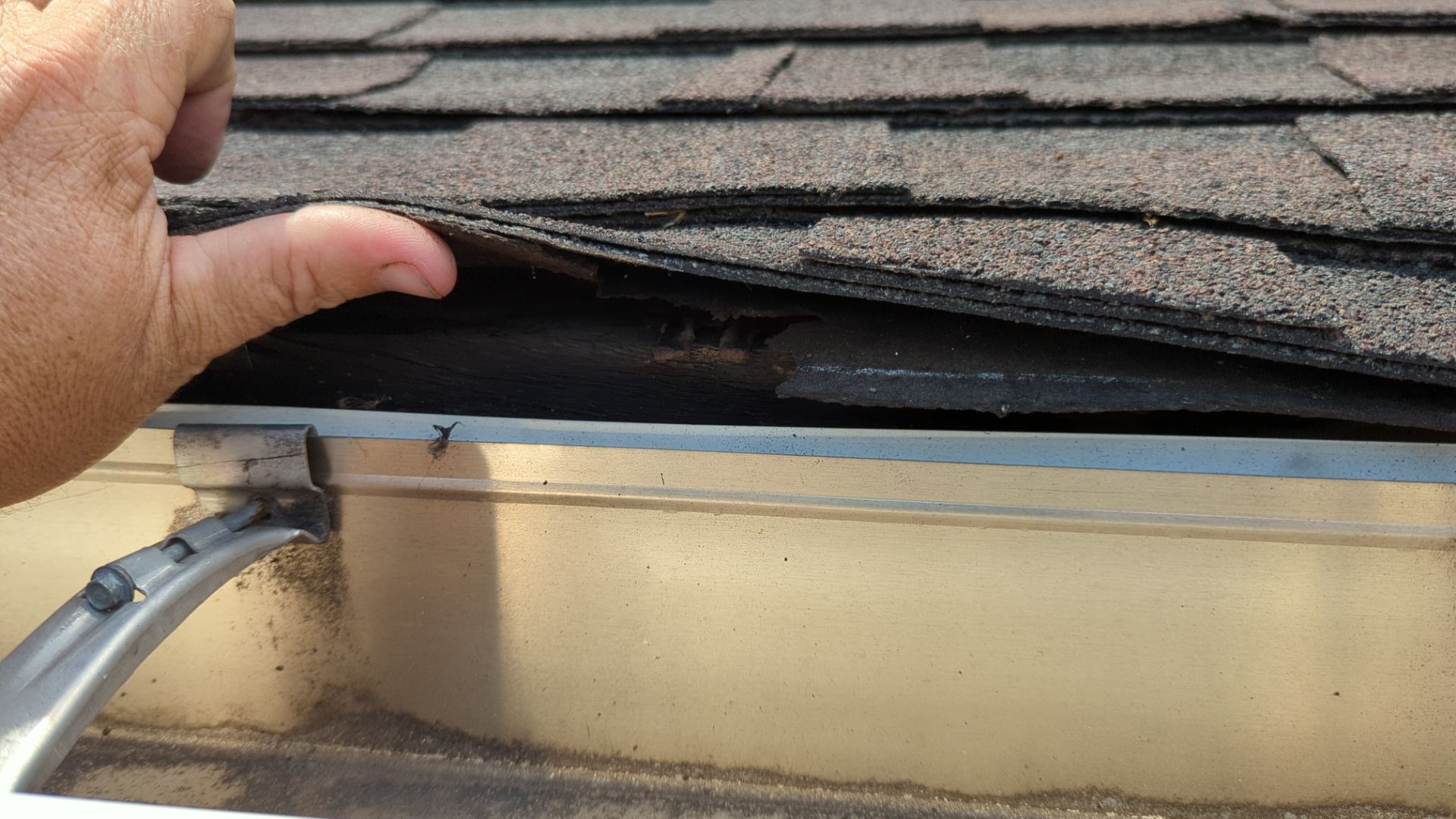 Hand lifting a loose roof shingle above a gutter, revealing damage beneath.