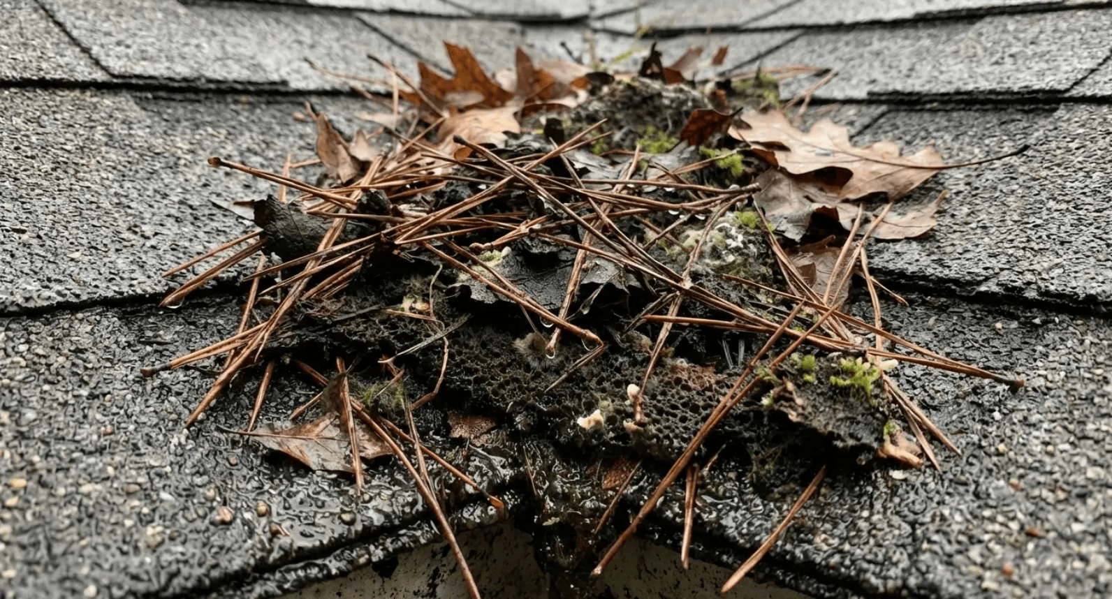 Wet leaves and twigs piled on a shingled roof
