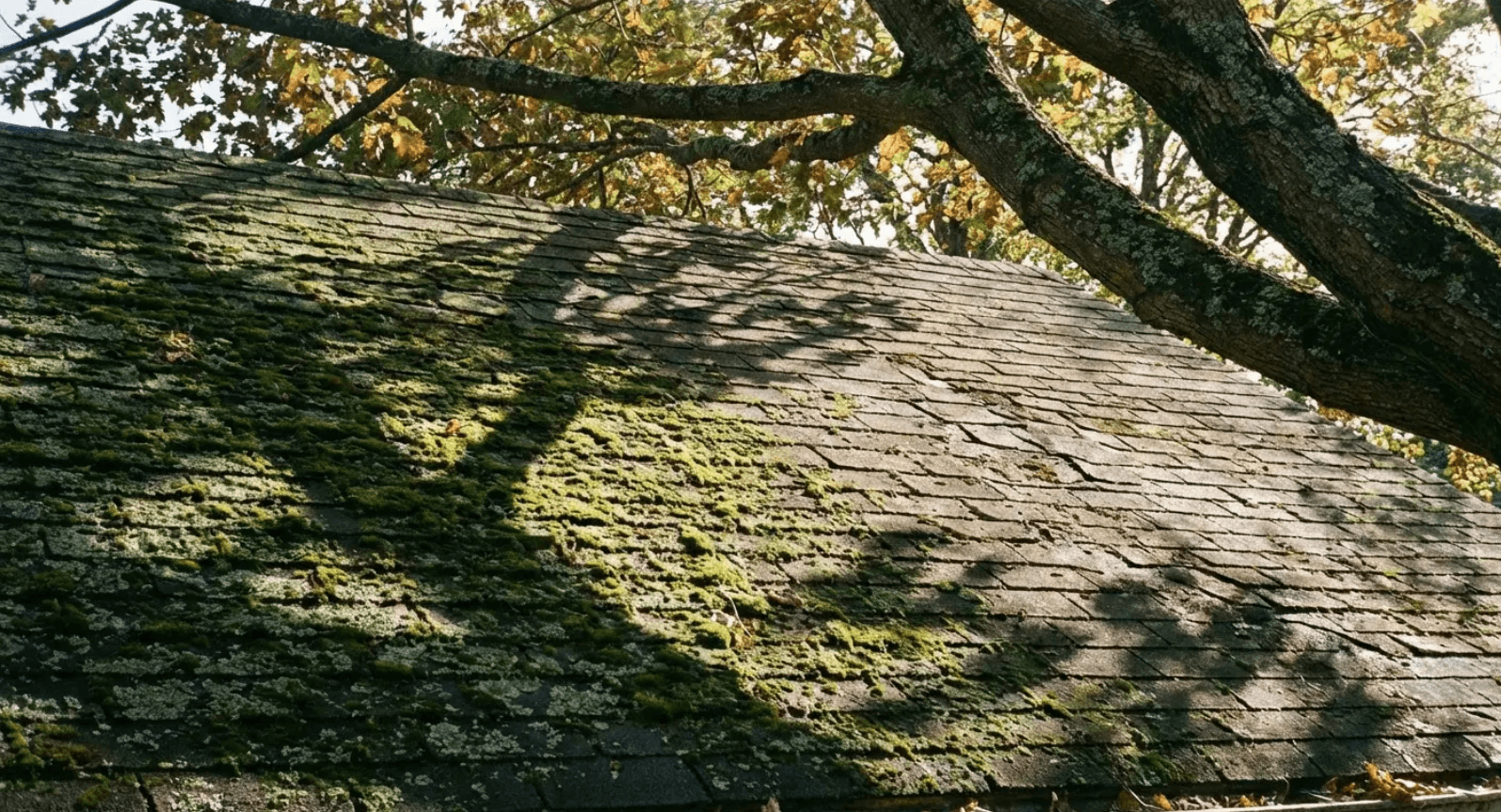 Shingled rooftop under tree branches with dappled sunlight and shadows