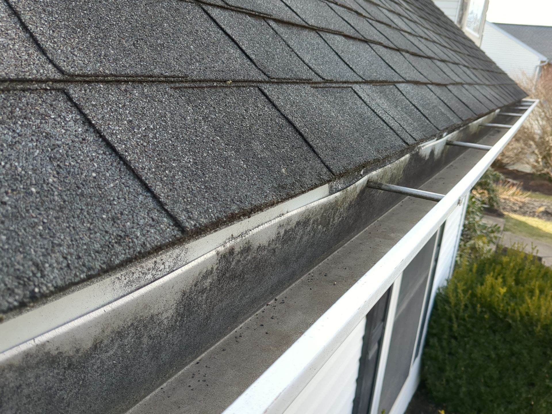 Roof shingles and gutter edge with moss buildup above a white house window