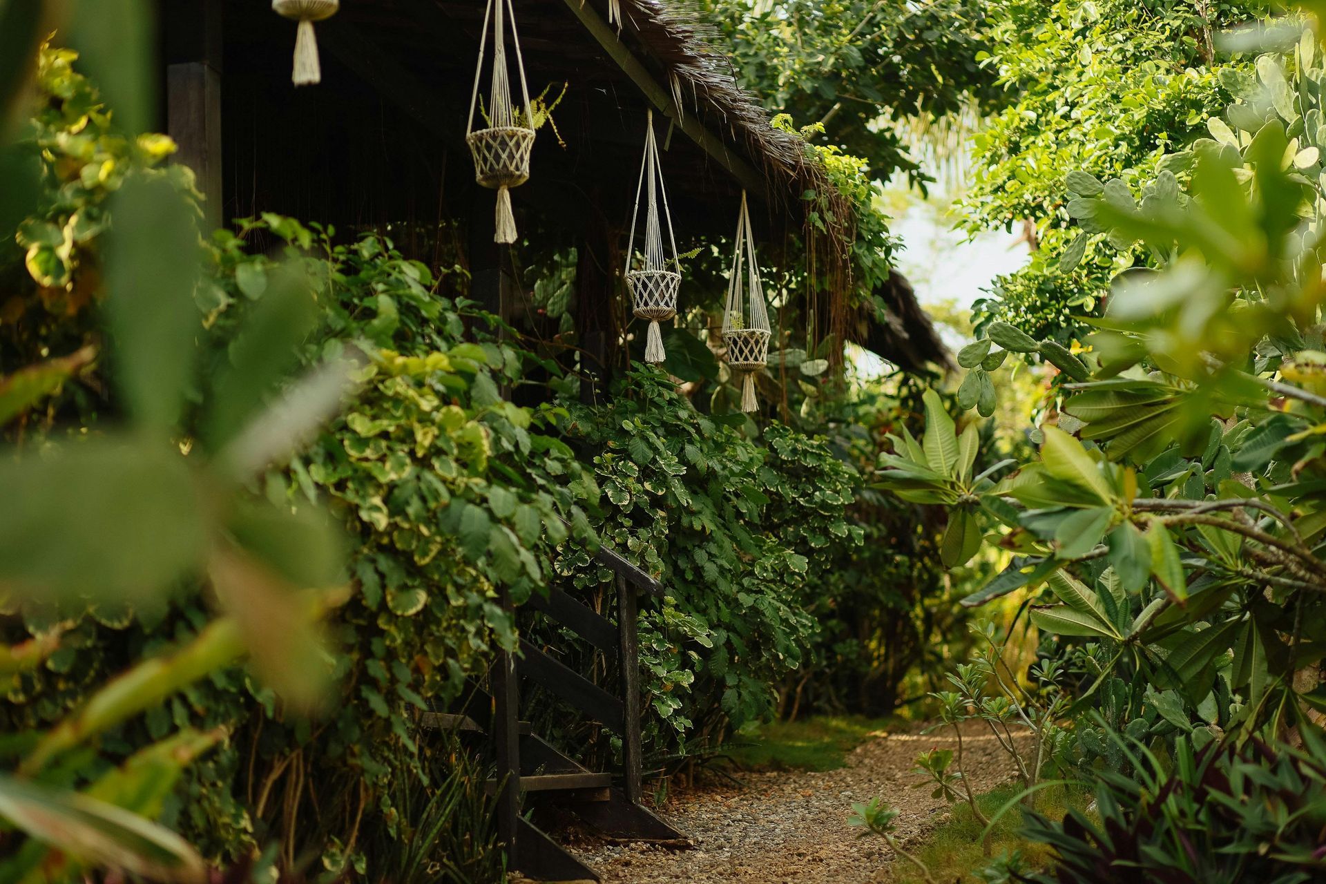 Lush green garden path beside a rustic thatched cottage, with dense vines and foliage.