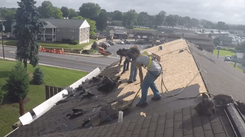 Roofers removing old shingles from a building's roof with safety harnesses on a sunny day.