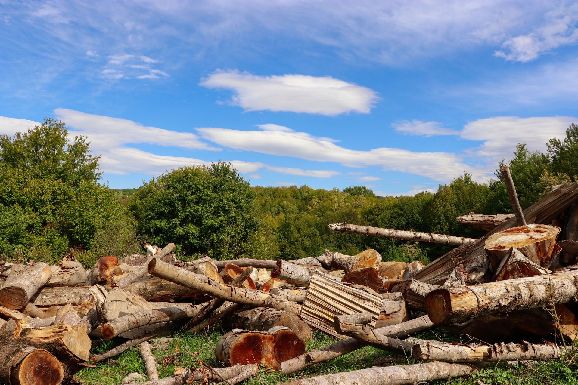 Lot Clearing for Residential Development